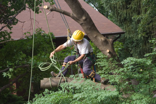 Best Tree and Shrub Care  in Morada, CA