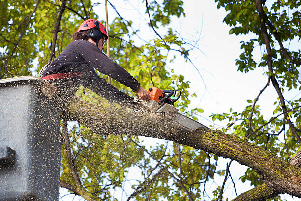 Pest Control for Lawns in Morada, CA
