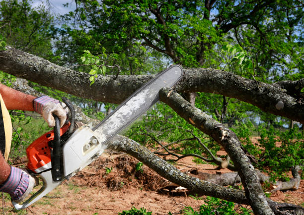 Morada, CA Tree Care Company